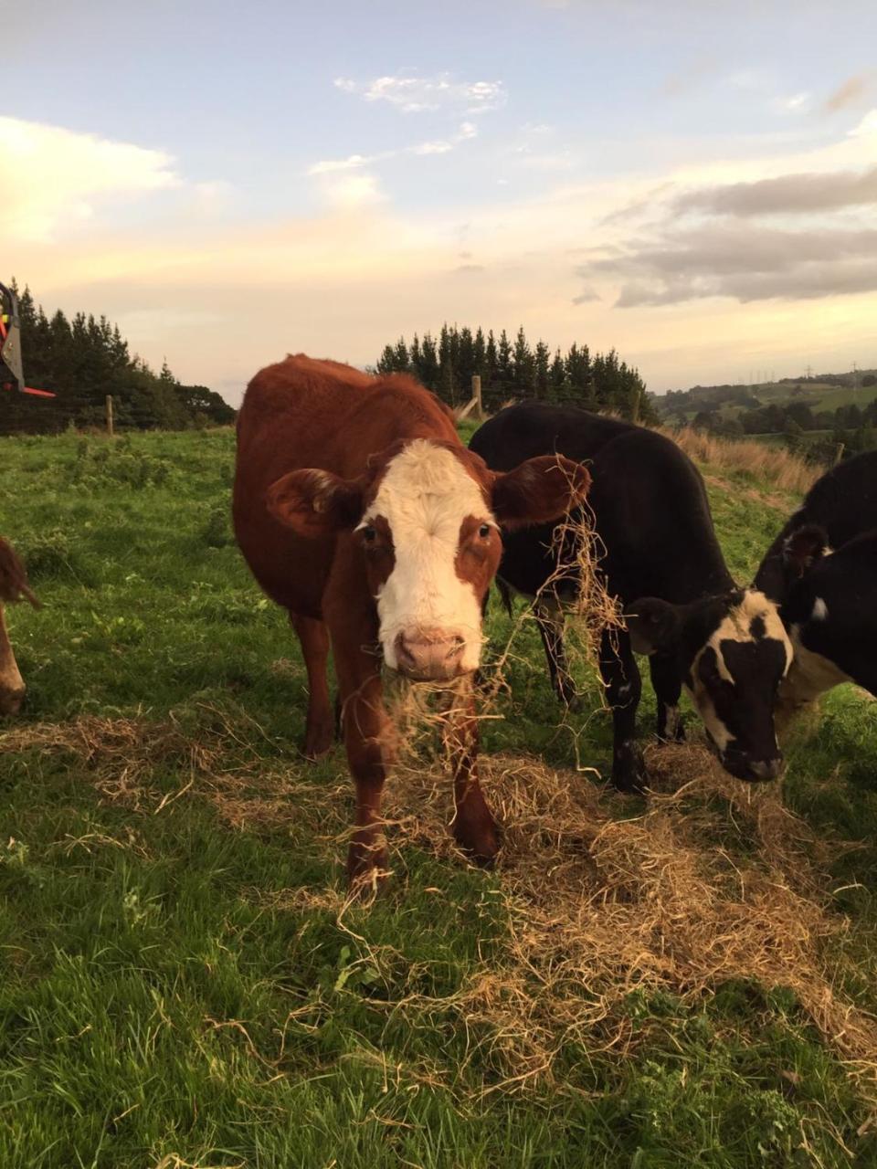 Above The River Karapiro Bed & Breakfast 외부 사진